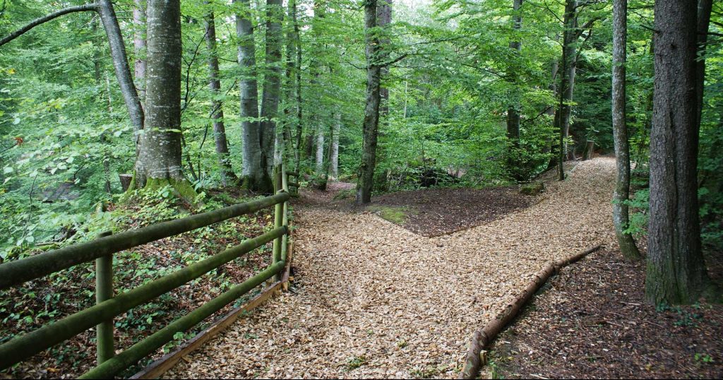 Sentier forestier Montheron - Echallens - Denis Mathys